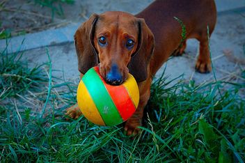 Brown Dachshund - Kostenloses image #297575